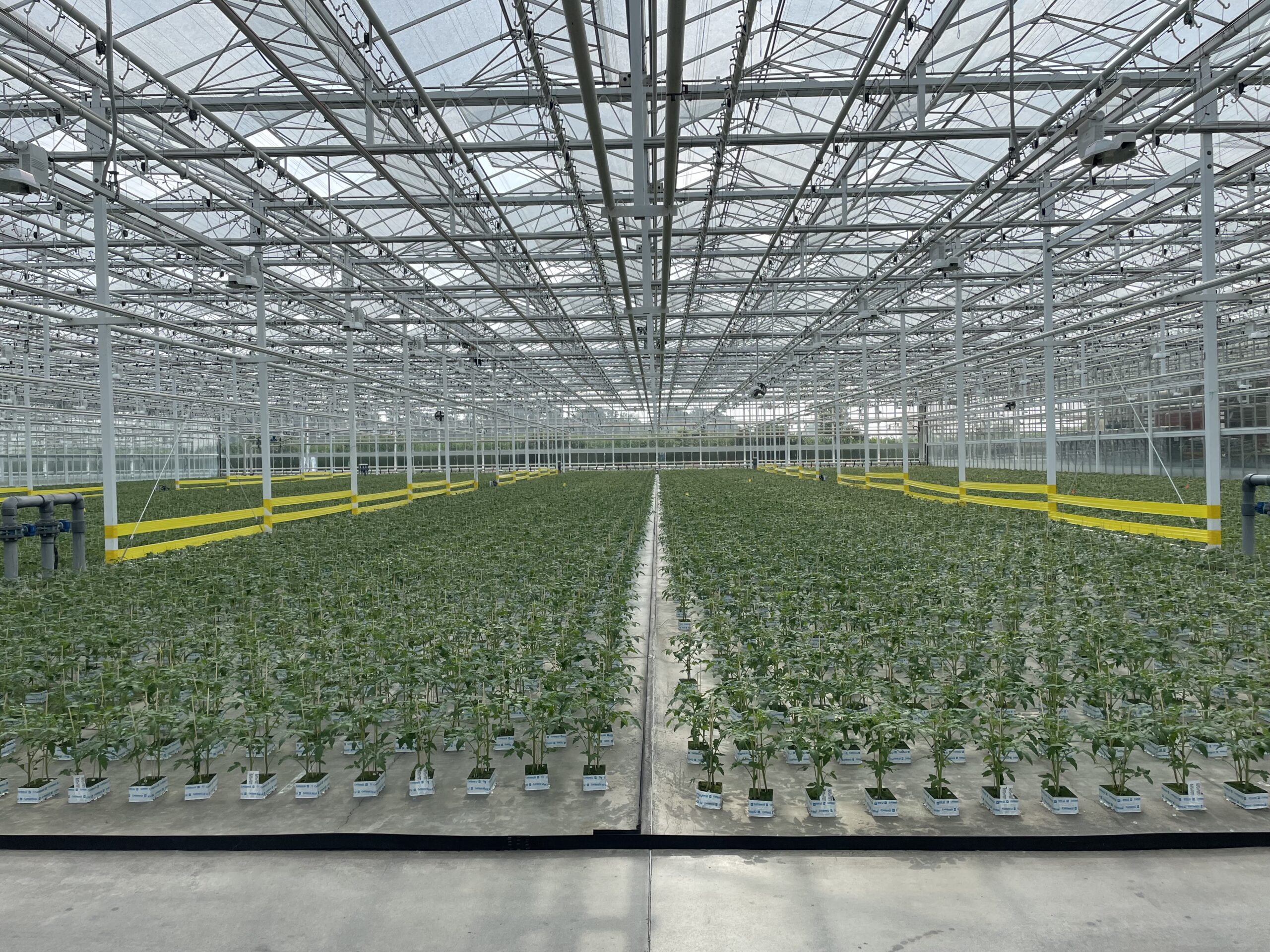 Organic Vegetable propagation