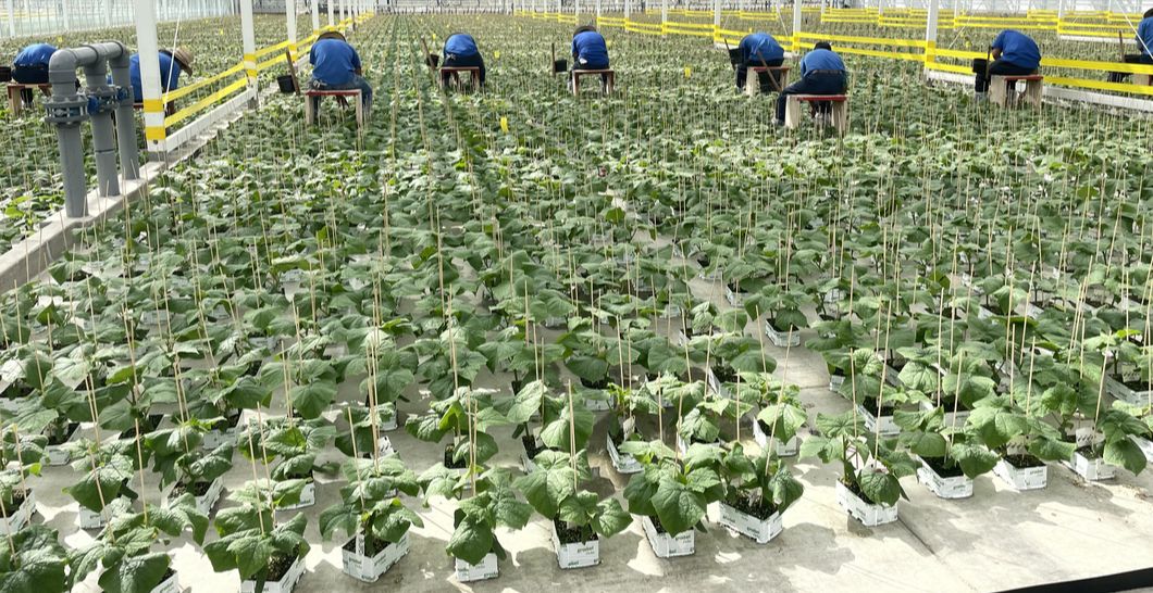 <p>Our team continues to grow quality vegetable<br />
transplants since we began back in 1998</p>
